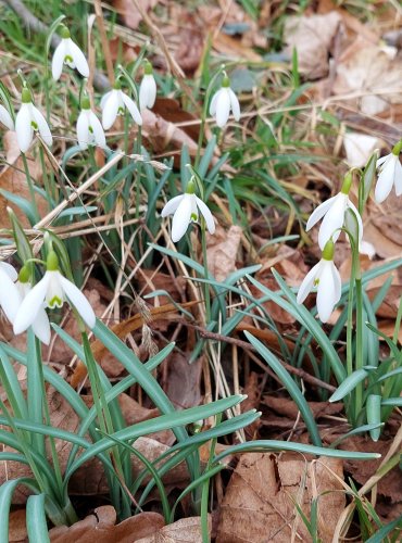 SNĚŽENKA PODSNĚŽNÍK (Galanthus nivalis) FOTO: Marta Knauerová, 2023