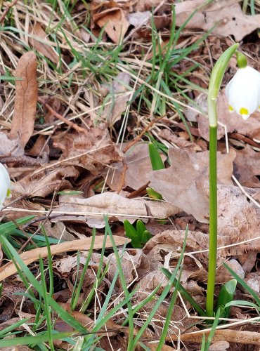 BLEDULE JARNÍ (Leucojum vernum) ohrožený druh naší květeny (C3), ve stejné kategorii je chráněna i podle zákona (§3) Foto: Marta Knauerová, 3/2023  