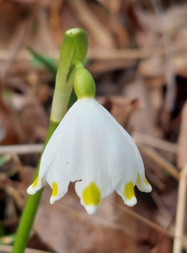 BLEDULE JARNÍ (Leucojum vernum) ohrožený druh naší květeny (C3), ve stejné kategorii je chráněna i podle zákona (§3) Foto: Marta Knauerová, 3/2023  