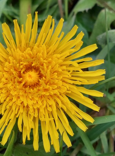 PAMPELIŠKA LÉKAŘSKÁ (Taraxacum officinale) Foto: Marta Knauerová, 3/2023