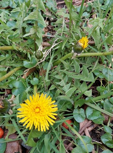 PAMPELIŠKA LÉKAŘSKÁ (Taraxacum officinale) Foto: Marta Knauerová, 3/2023