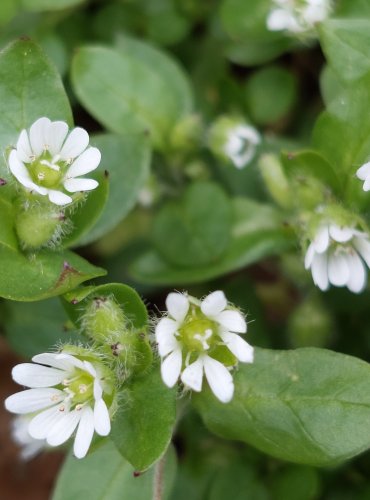 PTAČINEC PROSTŘEDNÍ (Stellaria media) tzv. PTAČINEC ŽABINEC, Foto: Marta Knauerová, 3/2023