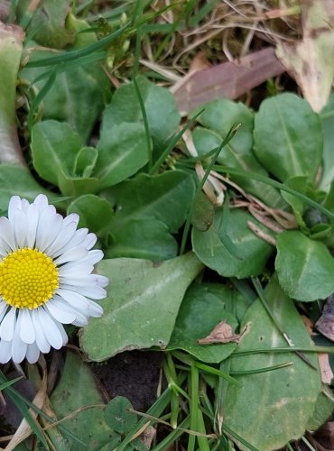 SEDMIKRÁSKA CHUDOBKA (Bellis perennis) Foto: Marta Knauerová, 3/2023