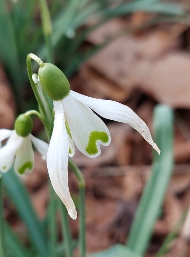 SNĚŽENKA PODSNĚŽNÍK (Galanthus nivalis) Foto: Marta Knauerová, 3/2023