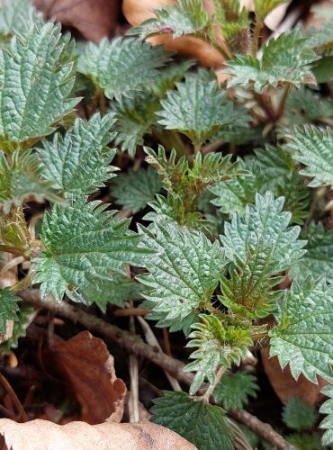 KOPŘIVA DVOUDOMÁ (Urtica dioica) FOTO: Marta Knauerová, 3/2023