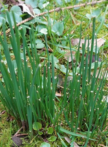 PAŽITKA bez bližšího určení (Allium sp.) FOTO: Marta Knauerová, 3/2023