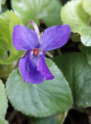 VIOLKA VONNÁ (Viola odorata) FOTO: Marta Knauerová, 3/2023