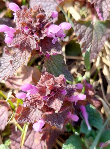 HLUCHAVKA NACHOVÁ (Lamium purpureum) FOTO: Marta Knauerová, 3/2023