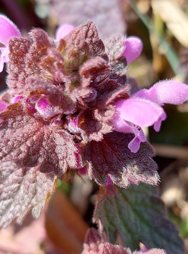 HLUCHAVKA NACHOVÁ (Lamium purpureum) FOTO: Marta Knauerová, 3/2023