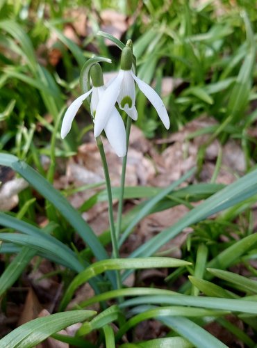 SNĚŽENKA PODSNĚŽNÍK (Galanthus nivalis) Foto: Marta Knauerová, 3/2023