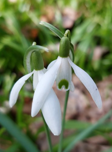 SNĚŽENKA PODSNĚŽNÍK (Galanthus nivalis) Foto: Marta Knauerová, 3/2023