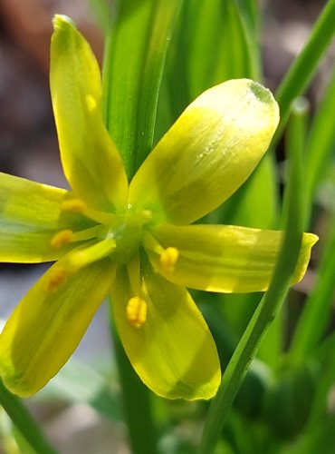 KŘIVATEC ŽLUTÝ (Gagea lutea) FOTO: Marta Knauerová, 3/2023