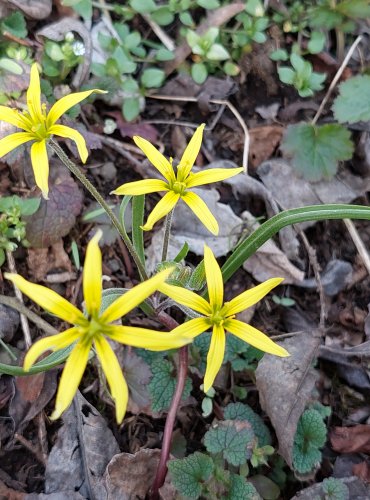 KŘIVATEC ŽLUTÝ (Gagea lutea) FOTO: Marta Knauerová, 3/2023