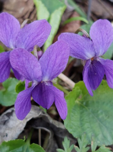 VIOLKA VONNÁ (Viola odorata) FOTO: Marta Knauerová, 3/2023