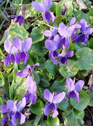 VIOLKA VONNÁ (Viola odorata) FOTO: Marta Knauerová, 3/2023