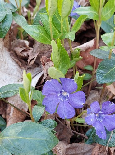 BARVÍNEK MENŠÍ (Vinca minor) FOTO: Marta Knauerová, 4/2023