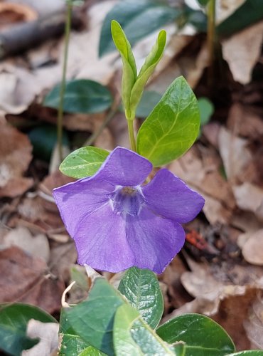 BARVÍNEK MENŠÍ (Vinca minor) FOTO: Marta Knauerová, 4/2023