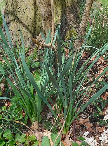 NARCIS ŽLUTÝ (Narcissus pseudonarcissus) FOTO: Marta Knauerová, 4/2023