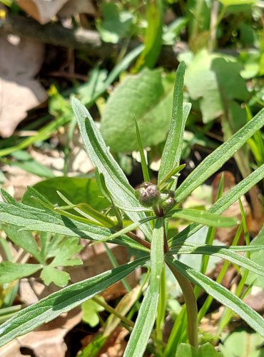 ŘEŘIŠNICE LUČNÍ (Cardamine pratensis) FOTO: Marta Knauerová, 4/2023