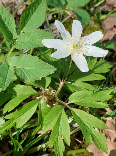 SASANKA HAJNÍ (Anemone nemorosa) FOTO: Marta Knauerová, 4/2023