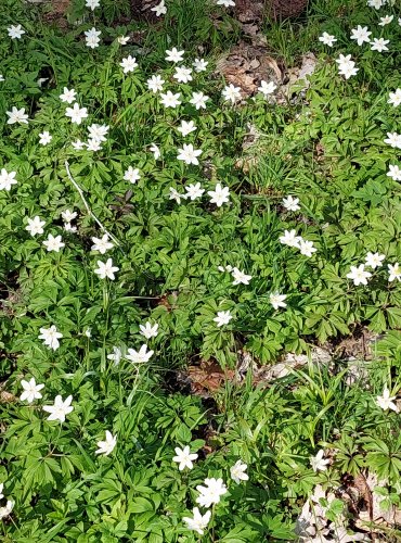 SASANKA HAJNÍ (Anemone nemorosa) FOTO: Marta Knauerová, 4/2023