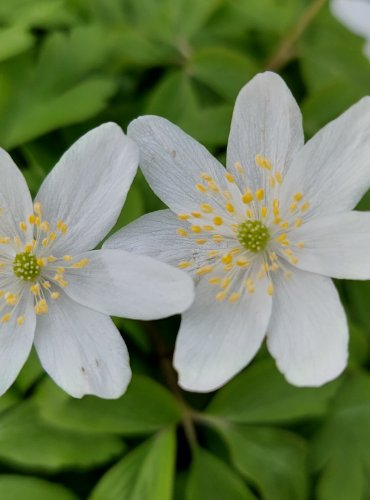 SASANKA HAJNÍ (Anemone nemorosa) FOTO: Marta Knauerová, 4/2023