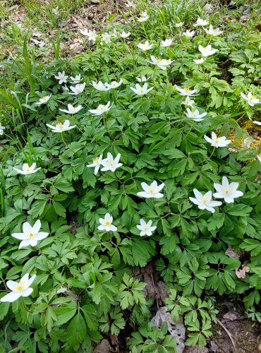 SASANKA HAJNÍ (Anemone nemorosa) FOTO: Marta Knauerová, 4/2023