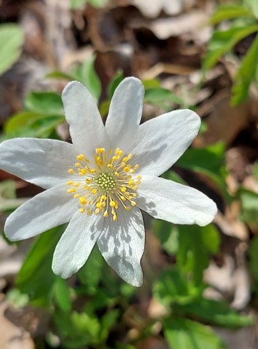 SASANKA HAJNÍ (Anemone nemorosa) FOTO: Marta Knauerová, 4/2023