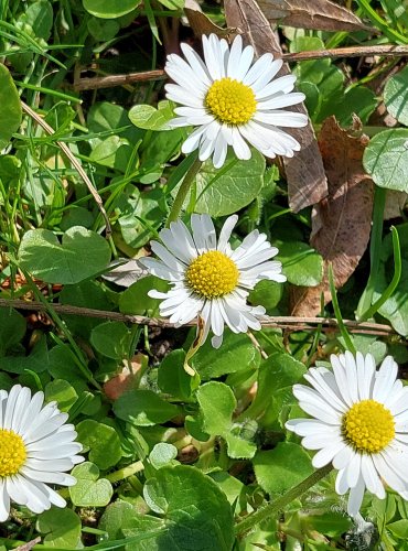 SEDMIKRÁSKA CHUDOBKA (Bellis perennis) FOTO: Marta Knauerová, 4/2023