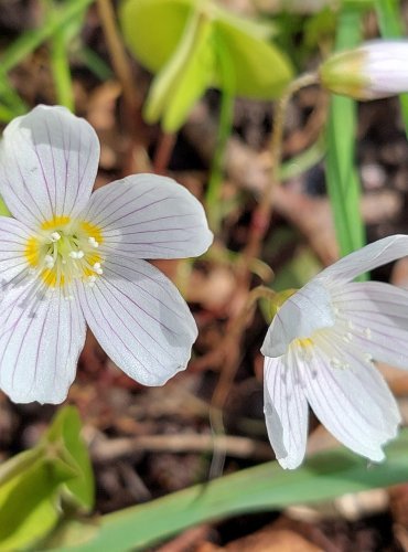 ŠŤAVEL KYSELÝ (Oxalis acetosella) FOTO: Marta Knauerová, 4/2023