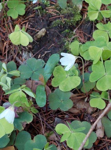 ŠŤAVEL KYSELÝ (Oxalis acetosella) FOTO: Marta Knauerová, 4/2023