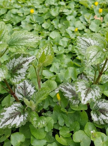 PITULNÍK ŽLUTÝ (Lamium galeobdolon) FOTO: Marta Knauerová, 4/2023