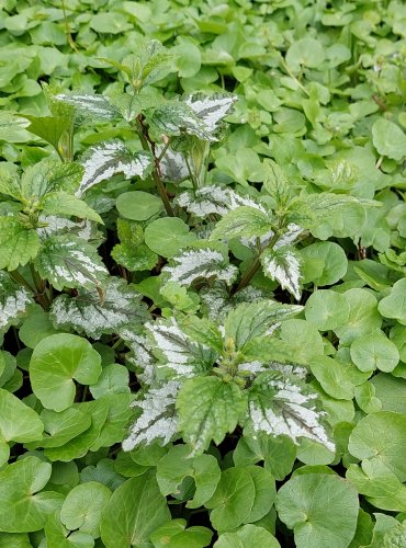 PITULNÍK ŽLUTÝ (Lamium galeobdolon) FOTO: Marta Knauerová, 4/2023