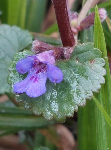 POPENEC OBECNÝ (Glechoma hederacea) FOTO: Marta Knauerová, 4/2023