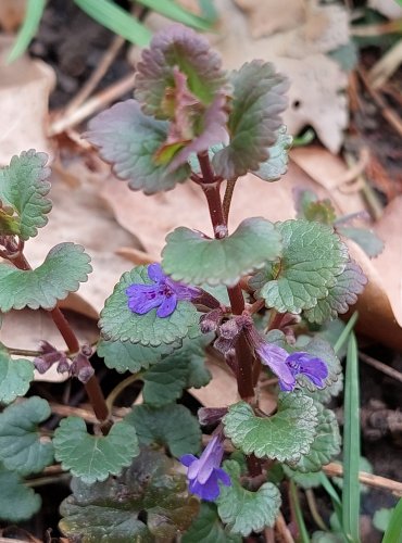 POPENEC OBECNÝ (Glechoma hederacea) FOTO: Marta Knauerová, 4/2023