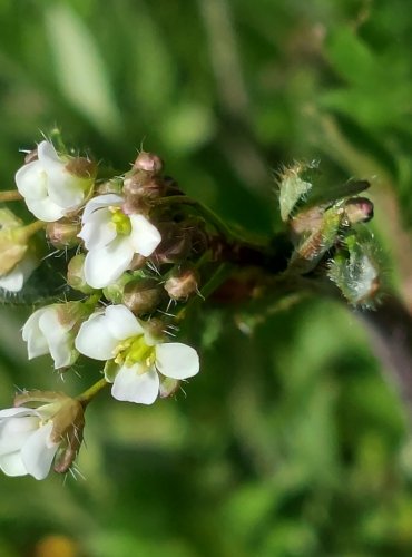 ŘEŘIŠNICE LUČNÍ (Cardamine pratensis) FOTO: Marta Knauerová, 4/2023