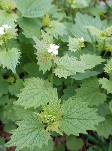 ČESNÁČEK LÉKAŘSKÝ (Alliaria petiolata) FOTO: Marta Knauerová, 4/2023