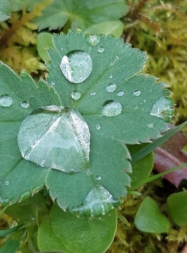 KONTRYHEL OBECNÝ (Alchemilla vulgaris) FOTO: Marta Knauerová, 4/2023