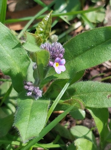 POMNĚNKA LESNÍ (Myosotis sylvatica) FOTO: Marta Knauerová, 4/2023