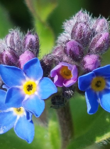 POMNĚNKA LESNÍ (Myosotis sylvatica) FOTO: Marta Knauerová, 4/2023