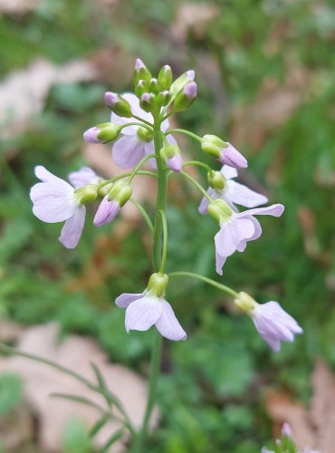 ŘEŘIŠNICE LUČNÍ (Cardamine pratensis) FOTO: Marta Knauerová, 4/2023