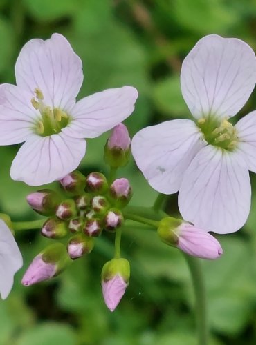 ŘEŘIŠNICE LUČNÍ (Cardamine pratensis) FOTO: Marta Knauerová, 4/2023