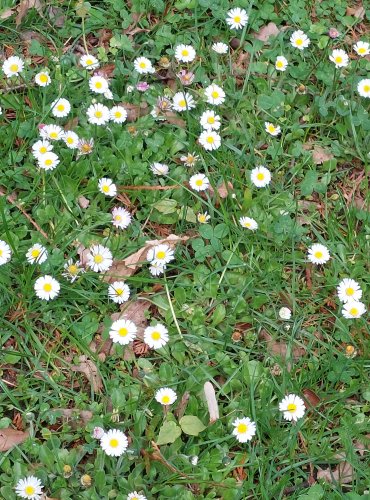 SEDMIKRÁSKA CHUDOBKA (Bellis perennis) Foto: Marta Knauerová, 4/2023