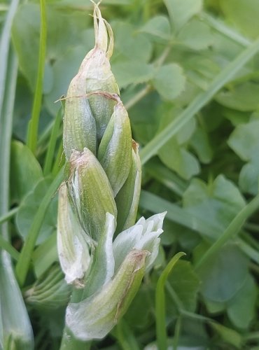 SNĚDEK NÍCÍ (Ornithogalum nutans) Foto: Marta Knauerová, 4/2023