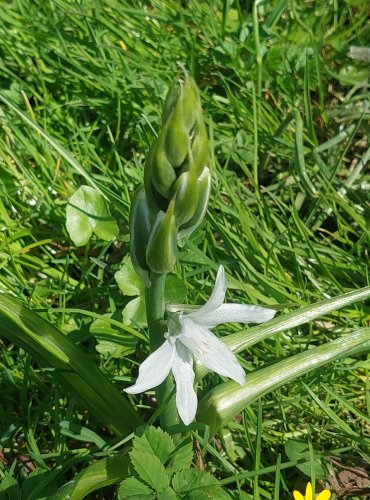 SNĚDEK NÍCÍ (Ornithogalum nutans) Foto: Marta Knauerová, 4/2023