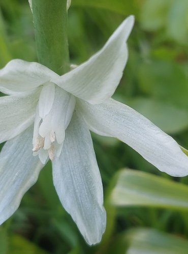 SNĚDEK NÍCÍ (Ornithogalum nutans) Foto: Marta Knauerová, 4/2023