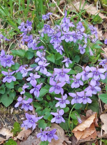VIOLKA LESNÍ (Viola reichenbachiana) FOTO: Marta Knauerová, 4/2023