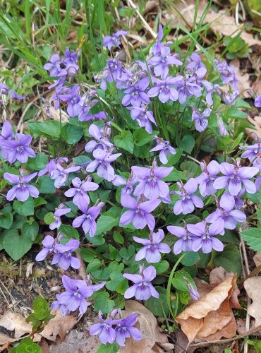 VIOLKA LESNÍ (Viola reichenbachiana) FOTO: Marta Knauerová, 4/2023