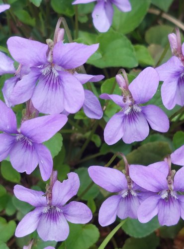 VIOLKA LESNÍ (Viola reichenbachiana) FOTO: Marta Knauerová, 4/2023