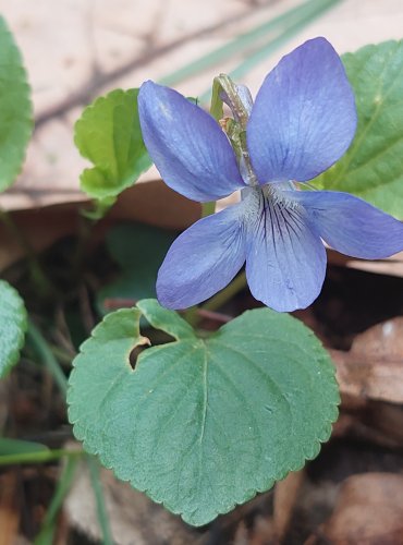 VIOLKA RIVINOVA (Viola riviniana) FOTO: Marta Knauerová, 4/2023